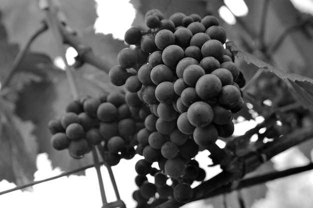 Foto pendurando belos cachos de uvas ao ar livre em rurais maduras vinhas saborosas em vinhedos prontos para fazer álcool vinho uva baga que consiste em doce alimentos saudáveis com semente folha verde em planta longa