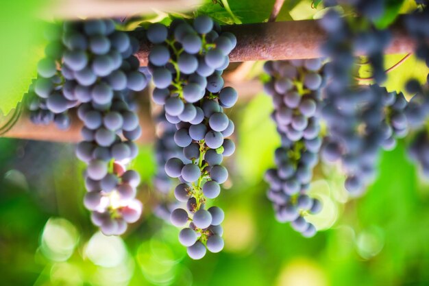 Pendurar cachos de uvas maduras em um dia ensolarado de verão.