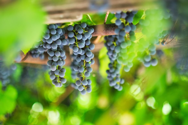 Pendurar cachos de uvas maduras em um dia ensolarado de verão.