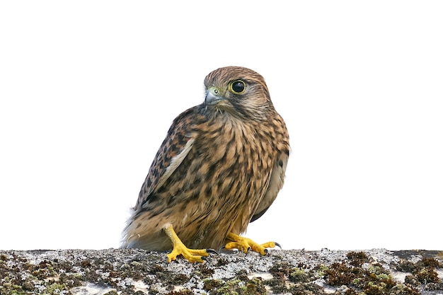 Peneireiro-comum Falco tinnunculus juvenil