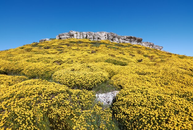 Penhasco de flores amarelas