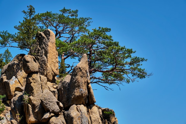 Penhasco de pinheiro e rocha, Parque Nacional de Seoraksan, Coréia do Sul