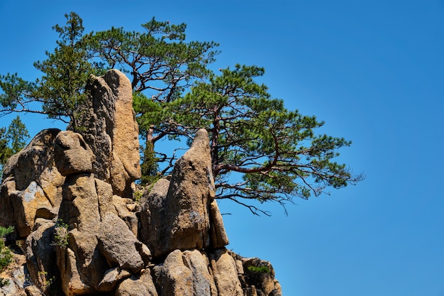 Penhasco de pinheiro e rocha, parque nacional de seoraksan, coréia do sul