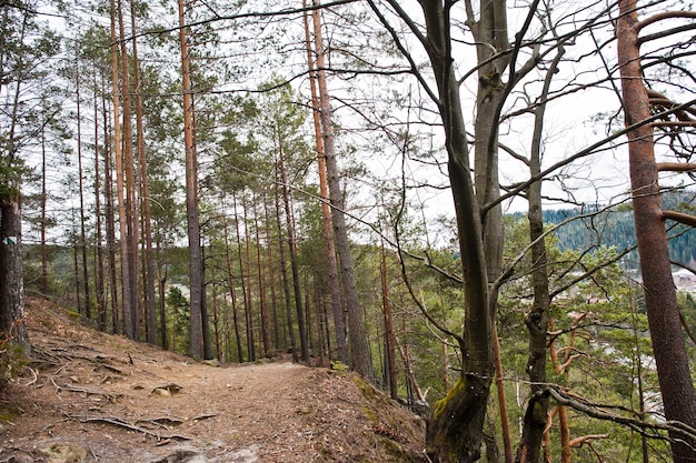 Penhasco rochoso na floresta verde nas montanhas dos Cárpatos