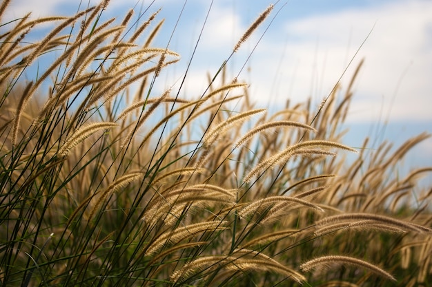 Pennisetum Blume