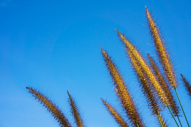 Pennisetum polystachyon Schult, flor suave com céu azul