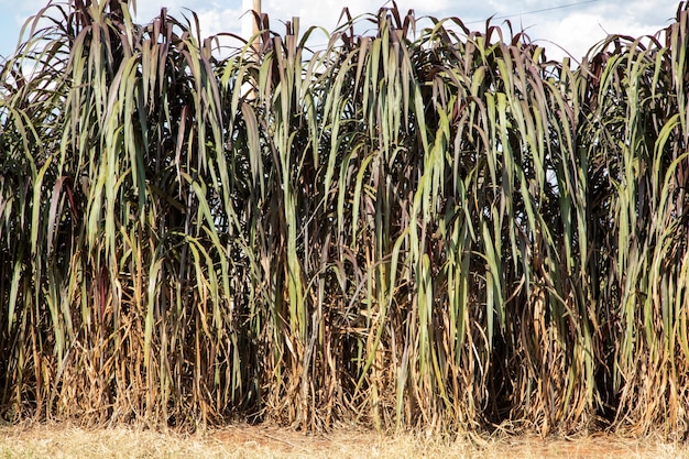 Foto pennisetum purpureum (nombre actualizado: cenchrus purpureus schumach), también conocido como pasto napier, pasto elefante o pasto uganda, es una especie de pasto tropical perenne nativa de áfrica.