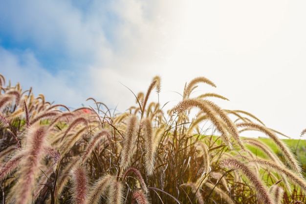 Pennisetum Setaceum Feld