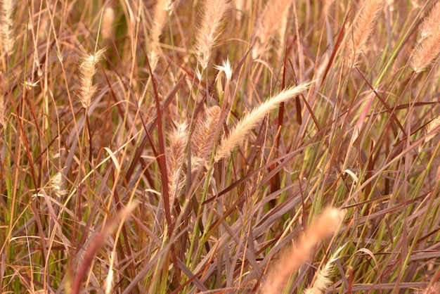 Pennisetum setaceum Gras