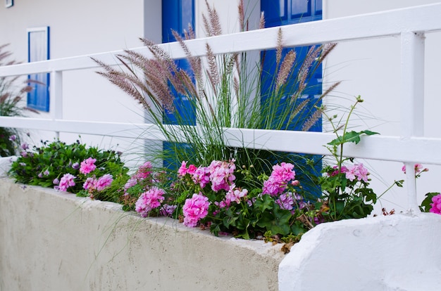 Pennisetum setaceum y Pelargonium zonale cerca de la casa blanca en Turquía.