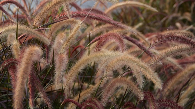 Pennisetum setaceum Purple Fountain Grass es una vistosa hierba ornamental que forma un montículo de hojas angostas arqueadas con gracia