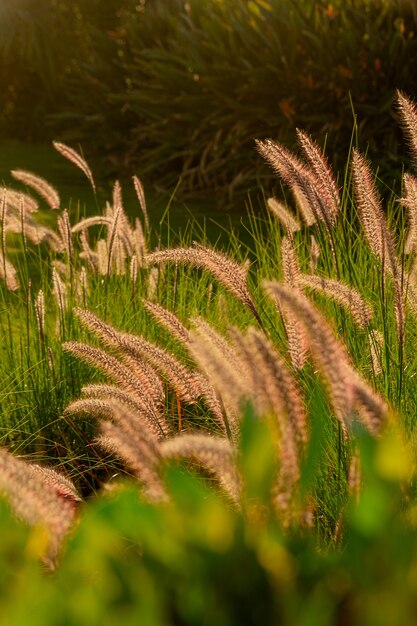 Pennisetum setaceum schöne Ährchen unter grünem Gras