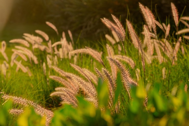 Pennisetum setaceum schöne Ährchen unter grünem Gras