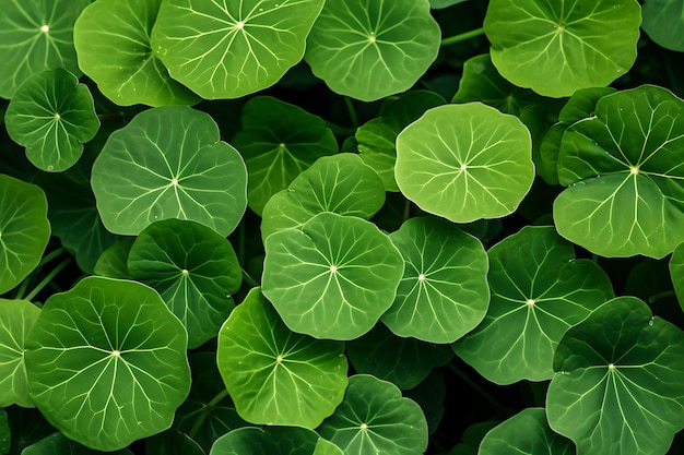 Pennywort indiano folha manimuni folhagem verde close-up tiro