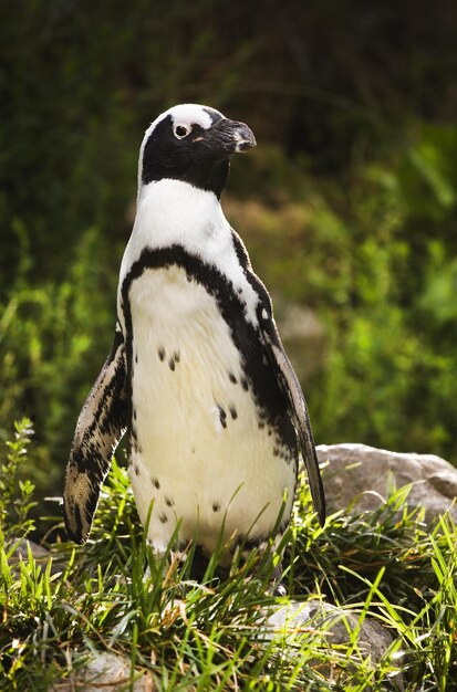 Foto penquin africano ou de pé-preto