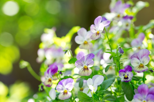 Pensamiento de coloridas flores que crecen en el jardín