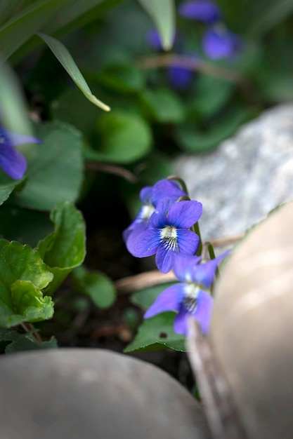 Pensamiento en flor flores de primavera. Flores moradas en el soleado jardín de la mañana.