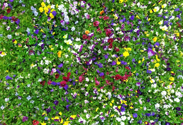 Pensamientos de jardín con pétalos de colores. Pensamientos híbridos o tricolores Viola. Una gran alfombra de pensamientos. Salvapantallas.