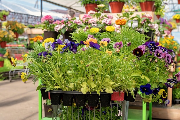 Pensamientos multicolores en el centro de jardinería están preparados para la venta