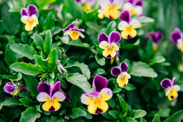 Los pensamientos tricolores morados, blancos y amarillos florecen en un lecho de flores en el jardín Enfoque selectivo Fondo natural Violeta en el parque