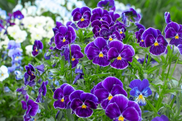 Pensamientos violetas que florecen en el jardín en verano