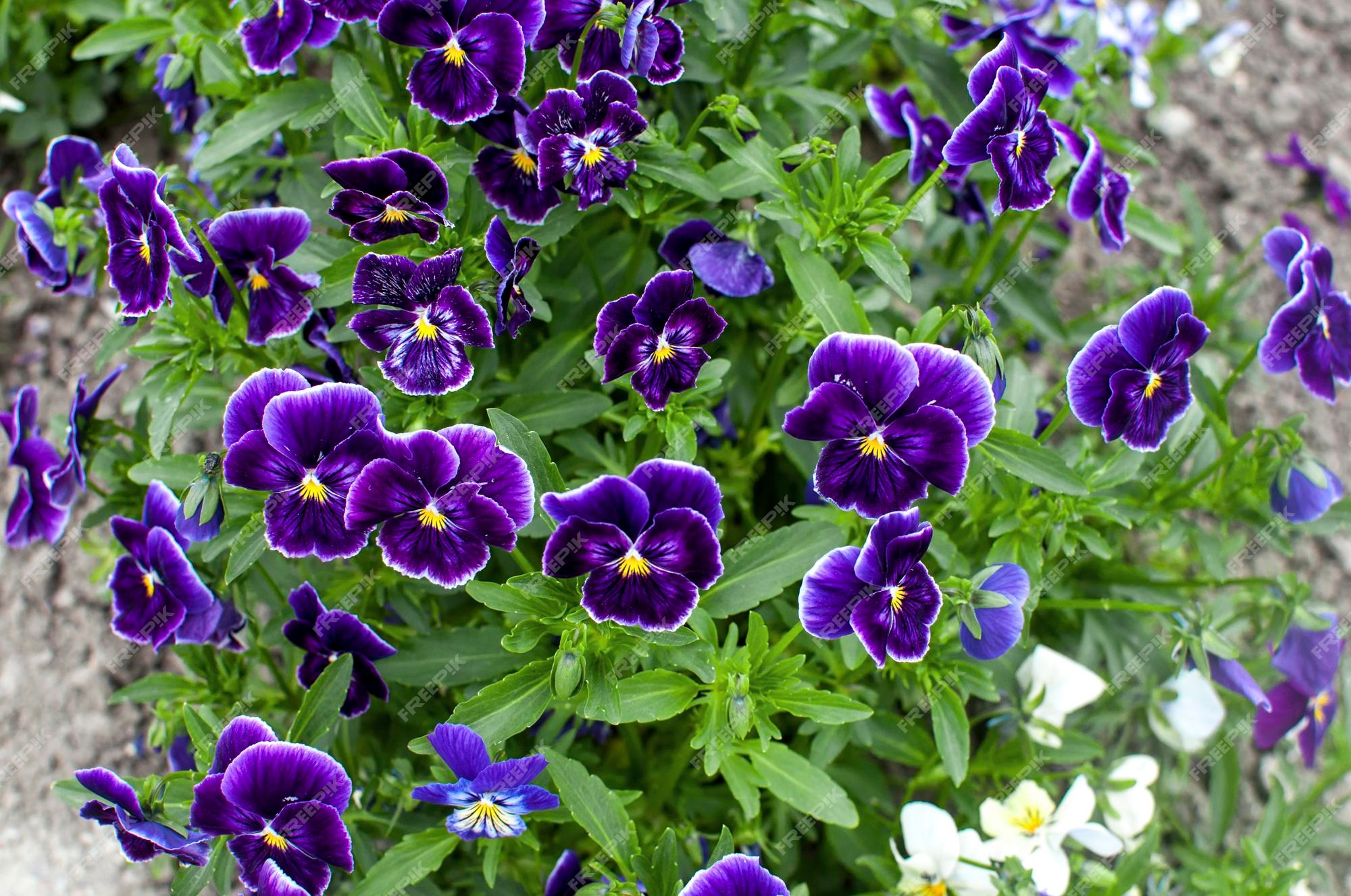 Pensamientos violetas que florecen en el jardín en verano | Foto Premium