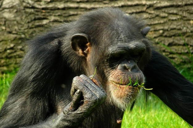 Pensando chimpanzé, gorila sentado na rocha