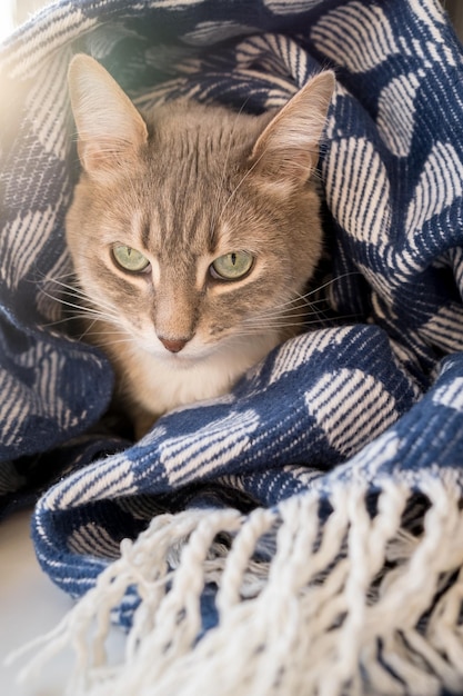 Pensativo gato fofo embrulhado em cobertor quente e senta-se no peitoril da janela na janela em raios de sol