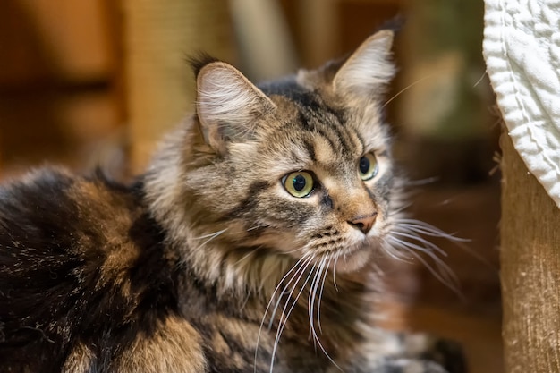 Foto pensativo gato maine coon en la habitación