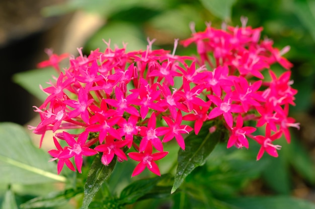 Pentas lanceolata. Aglomerado estelar egípcio, é uma espécie de planta com flor na família mais louca