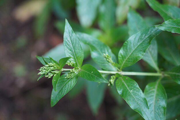 Foto pentas lanceolata, allgemein bekannt als ägyptischer sternhaufen, eine art der madderfamilie