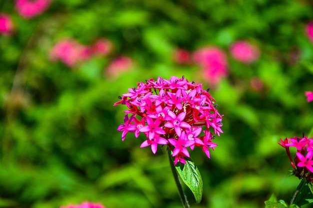 Pentas lanceolata en el jardín