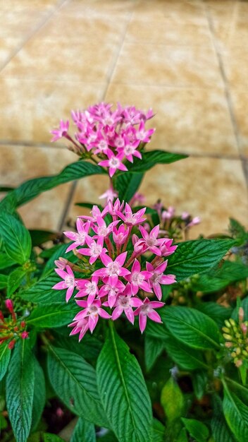 Foto pentas lanceolata y sus derivados