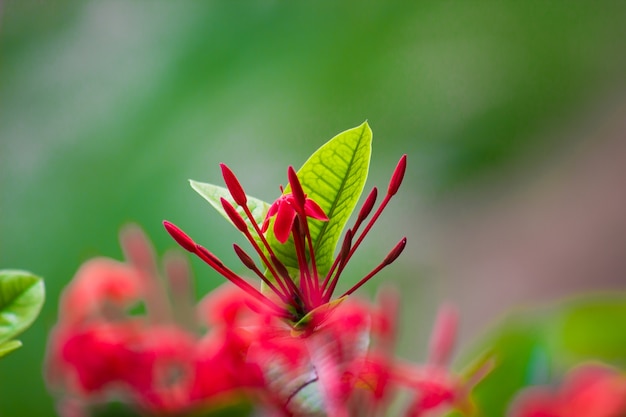 Foto pentas vermelhas rubi