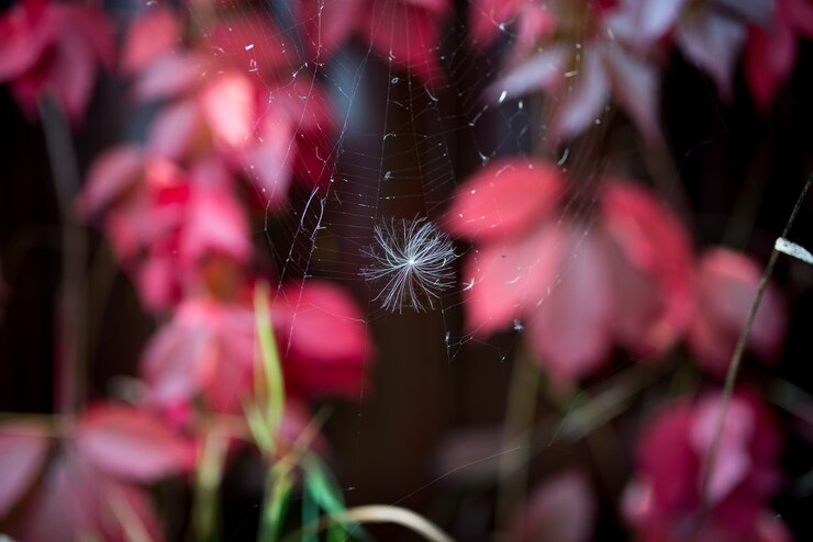 Foto penugem branca presa na teia de aranha com fundo de folhas vermelhas desfocadas