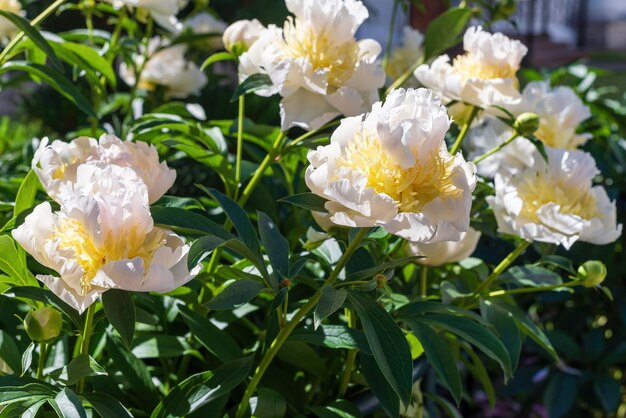 Foto peonía amarilla blanca en el jardín de verano