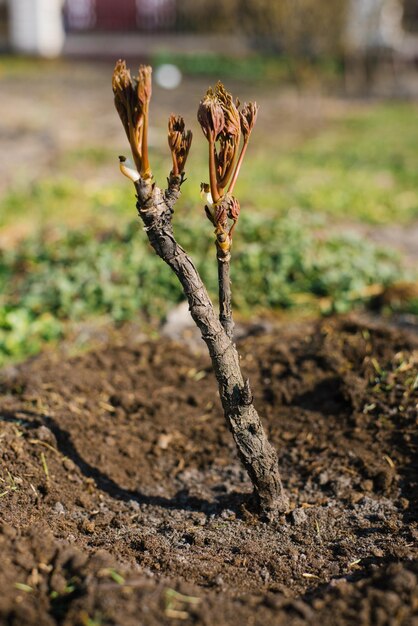 Foto peonía de árbol en ciernes en primavera en el jardín