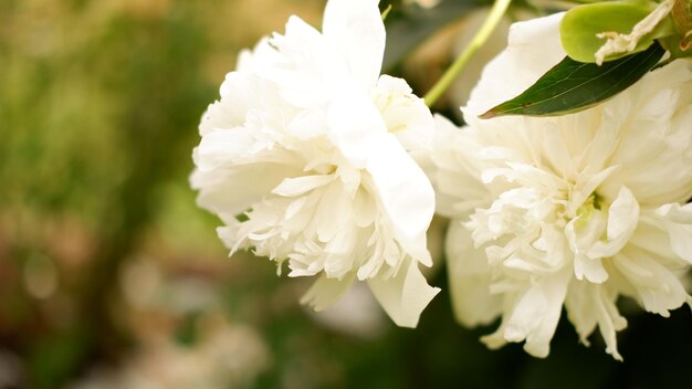 La peonía blanca brillante floreció a principios de la primavera