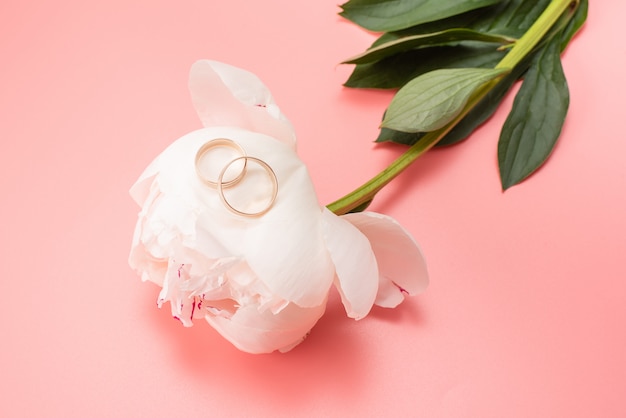 Peonía blanca en un rosa con fondo de anillos de boda.