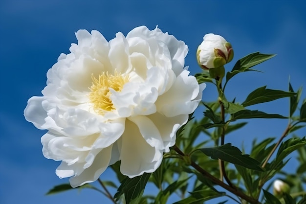 Una peonía blanca con una sola flor.