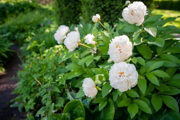 Peônia branca em condições naturais Processamento artístico Fundo de verão Padrão de flor