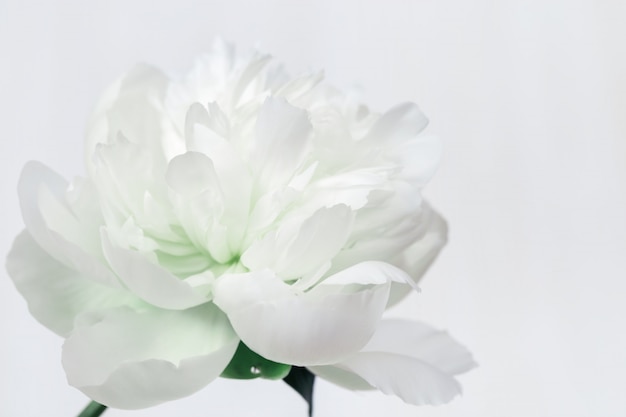 Peônia branca. Flor de peônia. Fundo florido natural com espaço de cópia. Foco seletivo suave.