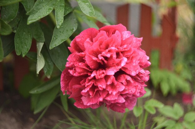 La peonía burdeos brillante floreció a principios de la primavera