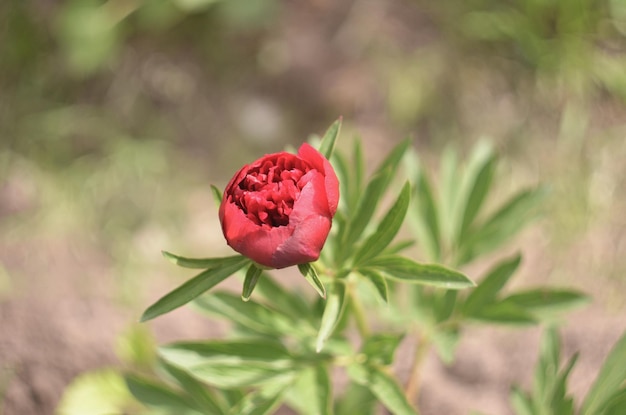 La peonía burdeos brillante floreció a principios de la primavera