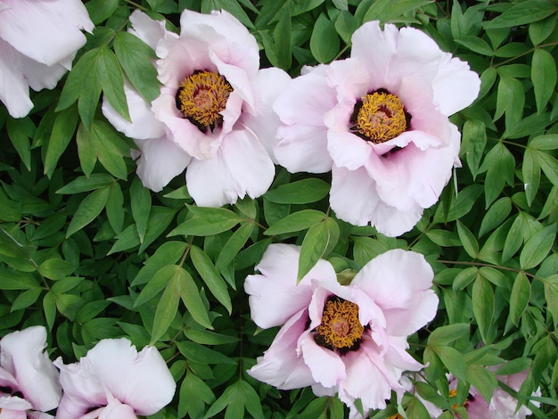 Peônia de árvore Paeonia suffruticosa no parque Cabeça de uma flor de peônia rosa pálida Paeonia suffruticosa