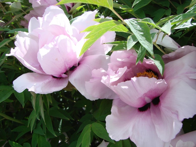 Peônia de árvore Paeonia suffruticosa no parque Cabeça de uma flor de peônia rosa pálida Paeonia suffruticosa