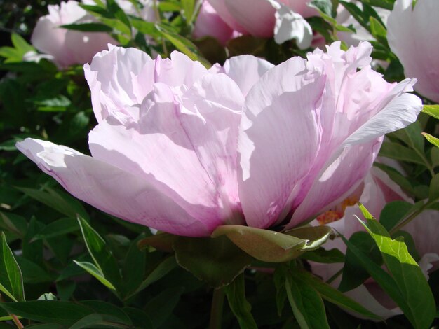 Peônia de árvore Paeonia suffruticosa no parque Cabeça de uma flor de peônia rosa pálida Paeonia suffruticosa