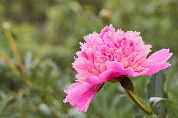 Peônia de flor rosa no contexto da grama verde.