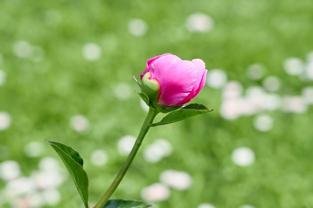 Peônia de flor rosa no contexto da grama verde.