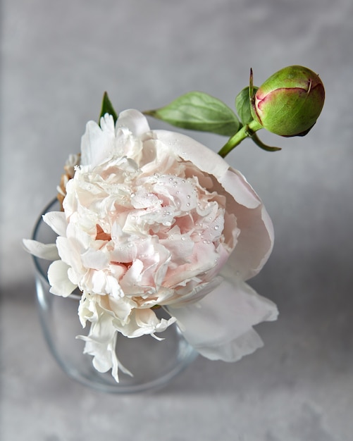 Peonía de flor blanca fresca con yema en gotas de agua en un jarrón de vidrio sobre un fondo de piedra gris.